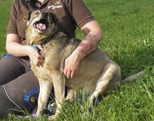 SIVKO, Hund, Mischlingshund in Herrsching - Bild 4