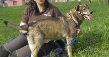 SIVKO, Hund, Mischlingshund in Herrsching - Bild 5