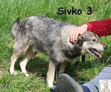 SIVKO, Hund, Mischlingshund in Bosnien und Herzegowina - Bild 3