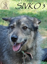 SIVKO, Hund, Mischlingshund in Bosnien und Herzegowina - Bild 4