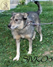 SIVKO, Hund, Mischlingshund in Bosnien und Herzegowina - Bild 5
