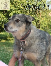 SIVKO, Hund, Mischlingshund in Bosnien und Herzegowina - Bild 6