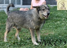 SIVKO, Hund, Mischlingshund in Bosnien und Herzegowina - Bild 7
