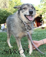 SIVKO, Hund, Mischlingshund in Bosnien und Herzegowina - Bild 8