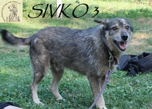 SIVKO, Hund, Mischlingshund in Bosnien und Herzegowina - Bild 9