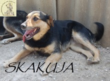 SKAKUJA, Hund, Mischlingshund in Bosnien und Herzegowina - Bild 1