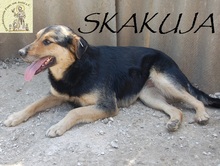 SKAKUJA, Hund, Mischlingshund in Bosnien und Herzegowina - Bild 2