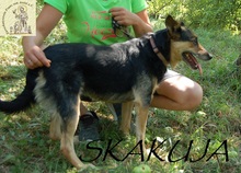 SKAKUJA, Hund, Mischlingshund in Bosnien und Herzegowina - Bild 3