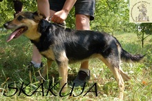 SKAKUJA, Hund, Mischlingshund in Bosnien und Herzegowina - Bild 4