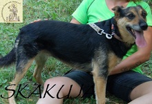 SKAKUJA, Hund, Mischlingshund in Bosnien und Herzegowina - Bild 5