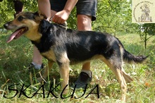 SKAKUJA, Hund, Mischlingshund in Bosnien und Herzegowina - Bild 9