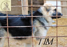 TIM, Hund, Mischlingshund in Bosnien und Herzegowina - Bild 2