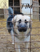 TIM, Hund, Mischlingshund in Bosnien und Herzegowina - Bild 3
