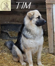 TIM, Hund, Mischlingshund in Bosnien und Herzegowina - Bild 4
