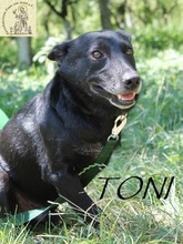 TONI, Hund, Mischlingshund in Bosnien und Herzegowina - Bild 1