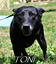TONI, Hund, Mischlingshund in Bosnien und Herzegowina - Bild 2