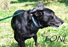TONI, Hund, Mischlingshund in Bosnien und Herzegowina - Bild 4
