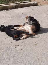 TRIPPYWILDBUNCH, Hund, Mischlingshund in Bosnien und Herzegowina - Bild 2
