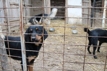 TRIPPYWILDBUNCH, Hund, Mischlingshund in Bosnien und Herzegowina - Bild 3