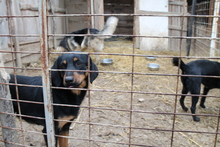 TRIPPY, Hund, Mischlingshund in Bosnien und Herzegowina - Bild 3