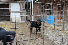TRIPPYWILDBUNCH, Hund, Mischlingshund in Bosnien und Herzegowina - Bild 4