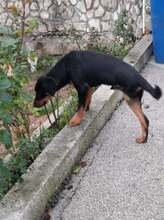 TRIPPYWILDBUNCH, Hund, Mischlingshund in Bosnien und Herzegowina - Bild 5