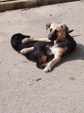 TRIPPYWILDBUNCH, Hund, Mischlingshund in Bosnien und Herzegowina - Bild 6