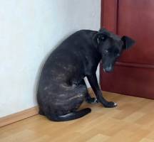 COCO, Hund, Mischlingshund in Hohenstein - Bild 5