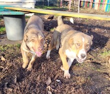 IDA, Hund, Mischlingshund in Rumänien - Bild 1