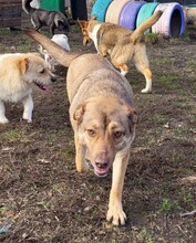 IDA, Hund, Mischlingshund in Rumänien - Bild 2