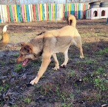IDA, Hund, Mischlingshund in Rumänien - Bild 3