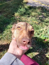 IDA, Hund, Mischlingshund in Rumänien - Bild 5