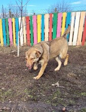 IDA, Hund, Mischlingshund in Rumänien - Bild 6