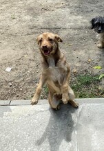 IDA, Hund, Mischlingshund in Rumänien - Bild 7