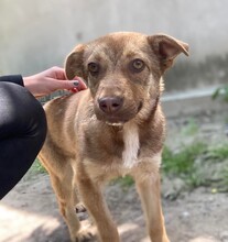 IDA, Hund, Mischlingshund in Rumänien - Bild 8