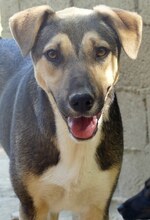 HENRY, Hund, Mischlingshund in Griechenland