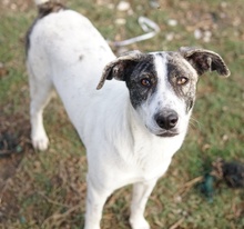 MEA, Hund, Mischlingshund in Griechenland - Bild 13