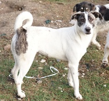 MEA, Hund, Mischlingshund in Griechenland - Bild 14