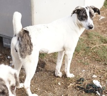 MEA, Hund, Mischlingshund in Griechenland - Bild 15