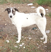 MEA, Hund, Mischlingshund in Griechenland - Bild 16