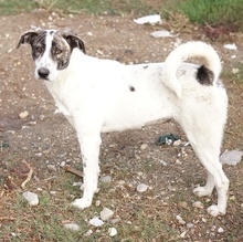 MEA, Hund, Mischlingshund in Griechenland - Bild 2