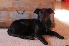 LOTTI, Hund, Mischlingshund in Augsburg - Bild 1