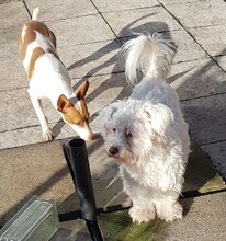 MONCHO, Hund, Podenco Maneto in Mansfeld - Bild 4