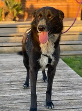RICK, Hund, Mischlingshund in Spanien - Bild 1