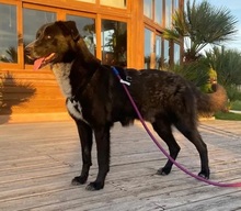 RICK, Hund, Mischlingshund in Spanien - Bild 2