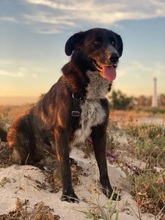 RICK, Hund, Mischlingshund in Spanien - Bild 3
