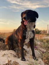 RICK, Hund, Mischlingshund in Spanien - Bild 5