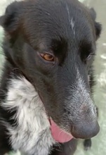 RICK, Hund, Mischlingshund in Spanien - Bild 6