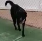 RICK, Hund, Mischlingshund in Spanien - Bild 8