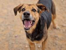 DEX, Hund, Mischlingshund in Spanien - Bild 1
